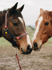 Load image into Gallery viewer, Orgone Effects PET PENDANT® Animal Protection Against EMR (Circular Pendant)