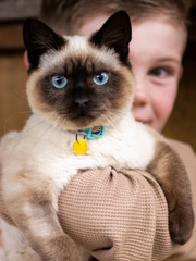 Load image into Gallery viewer, Orgone Effects PET PENDANT® Animal Protection Against EMR (Circular Pendant)