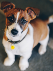 Load image into Gallery viewer, Orgone Effects PET PENDANT® Animal Protection Against EMR (Circular Pendant)