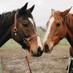 Load image into Gallery viewer, Orgone Effects PET PENDANT® Animal Protection Against EMR (Circular Pendant)
