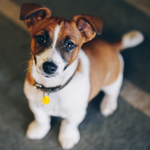 Load image into Gallery viewer, Orgone Effects PET PENDANT® Animal Protection Against EMR (Circular Pendant)
